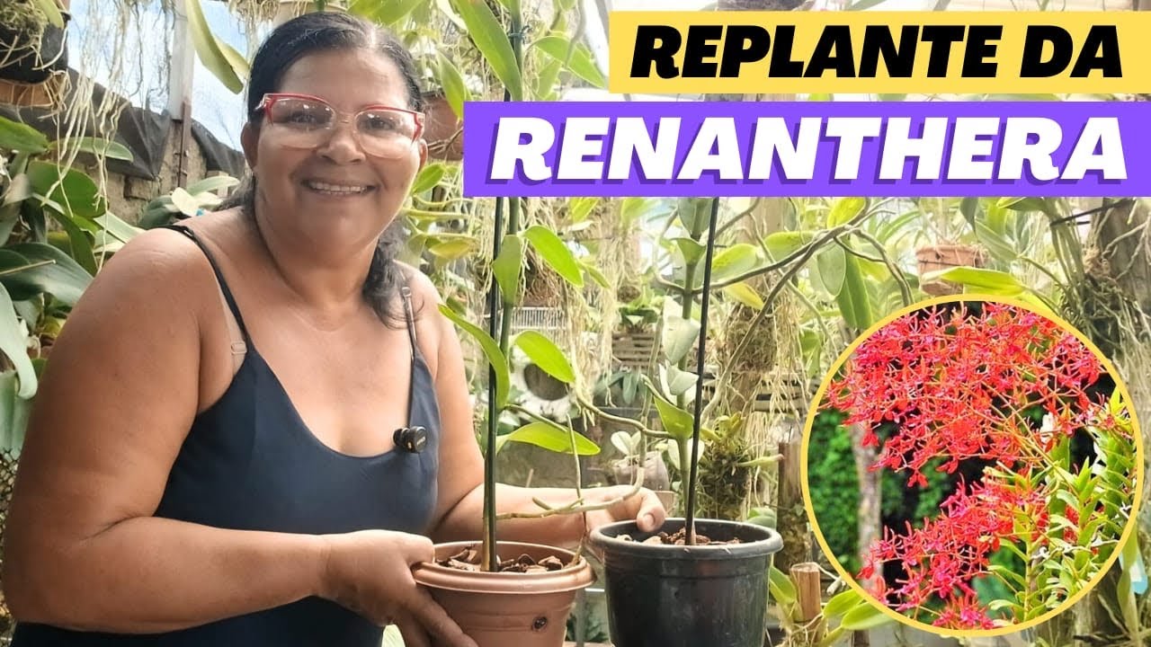🔵COMO PLANTAR MUDAS DA ORQUÍDEA RENANTHERA COCCINEA⁉️