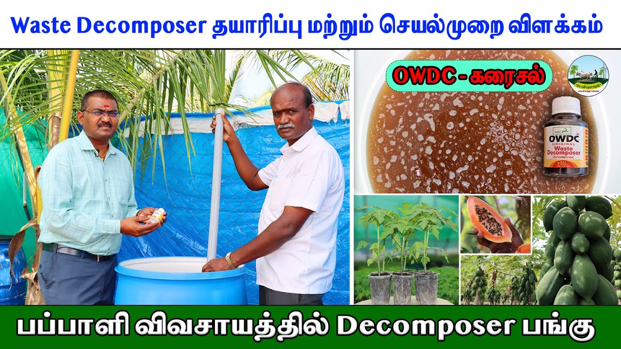 🟢Waste Decomposer: தயாரிக்கும் முறையும் பப்பாளி விவசாயத்தில் பயன்படுத்தும் ரகசியங்களும்