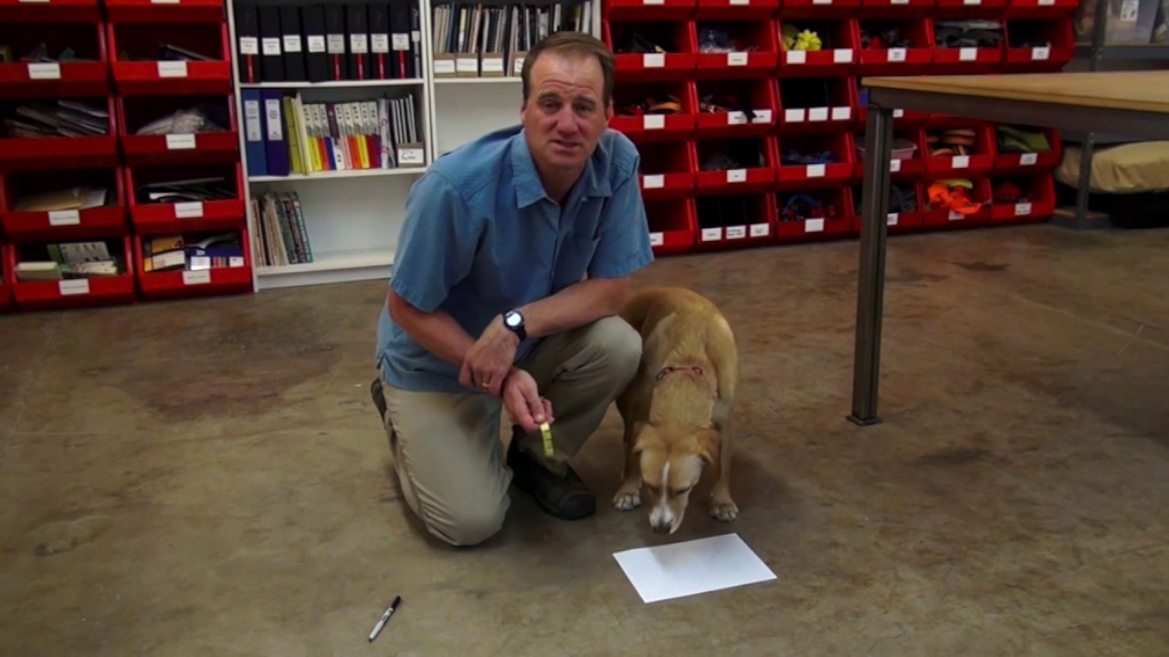 Ruffwear: How to Measure a Dog's Paw Width - A Quick Start Video | AvidMax