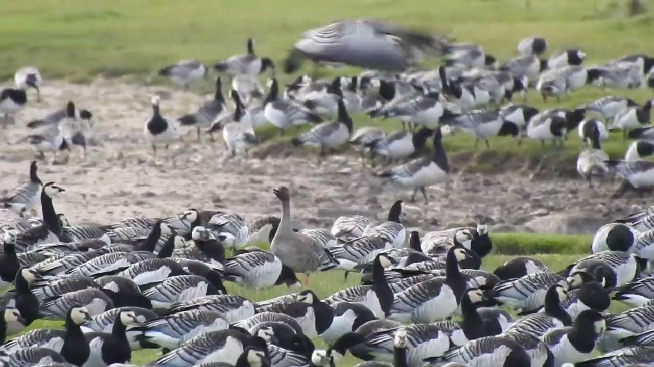 Tundra bean goose in Ottenby, Öland