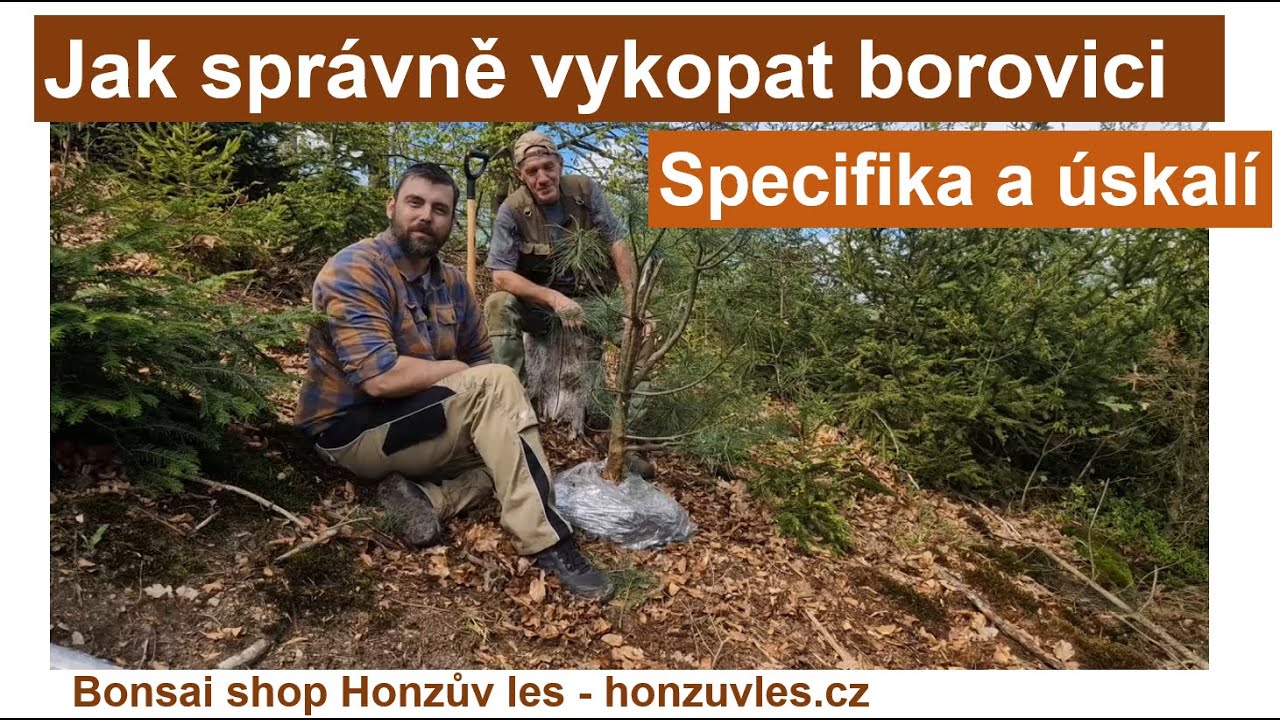 Jak správně vykopat yamadori borovice