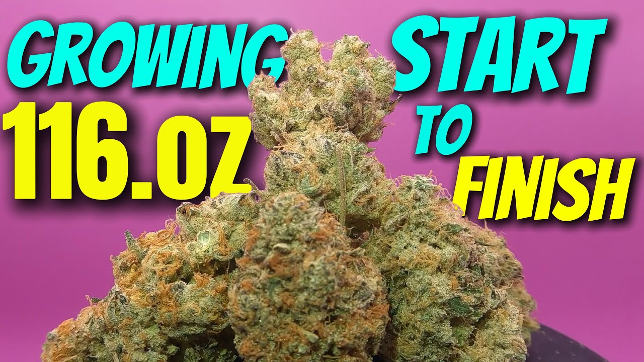 HOW I GREW OVER 100 oz START TO FINISH 7 POUNDS AIR CUBE GROW