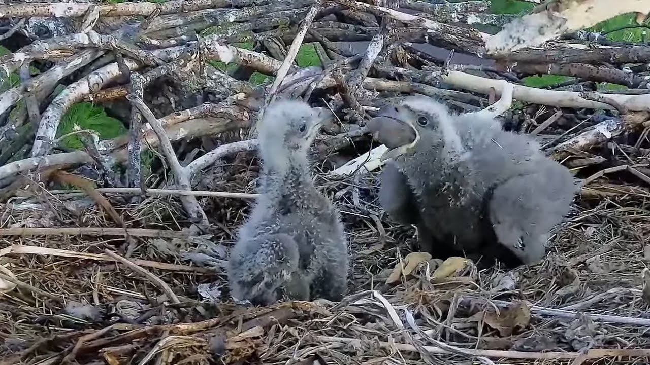 Trempealeau Eagles. TE1 casts a huge pellet – 04-27-2024