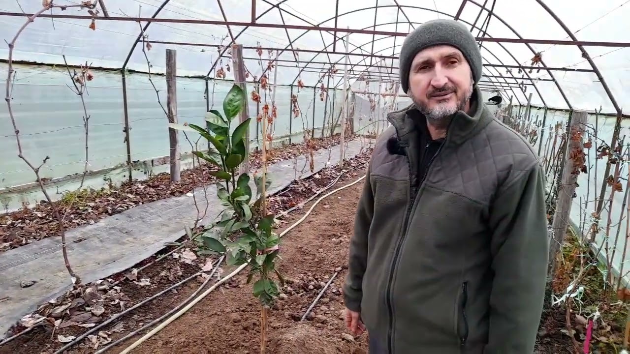 Lamaiul Yuzu si mandarinul Tsatsuma plantati in solar la munte