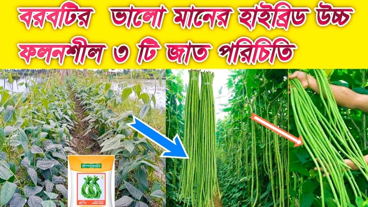 হাইব্রিড উচ্চ ফলনশীল ৩ টি বরবটির জাত ,জাতির সাথে পরিচিত হওয়া যাক