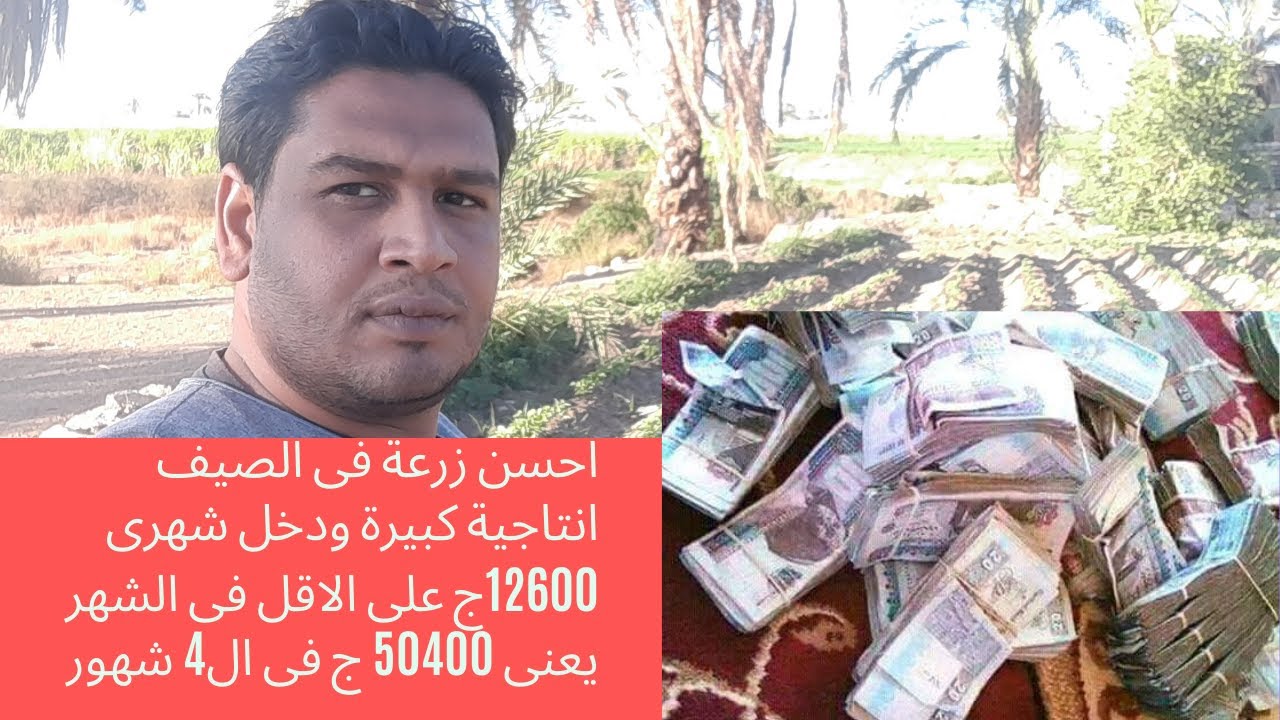 احسن محصول فى الانتاجية وارباح شهرية 12600ج يعنى فى 4 شهور 50400ج ويزرع فى شهر فبراير وحتى مايو