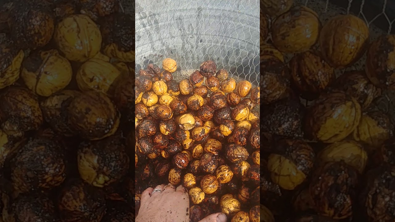 How to dehusk English walnuts