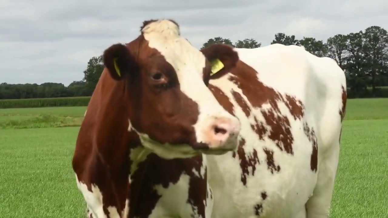 Sterkoe 3: Riek 37 (mts. Weenders-Nijhuis, Tilligte)