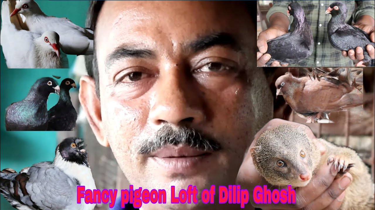 Fancy Pigeon Loft visit of Dilip Ghosh at diamondHarbour