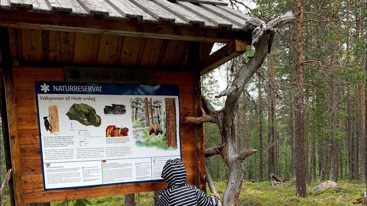 HIKING DAY WITH THE KIDS IN HEDE URSKOG NATURE RESERVE/ NATURRESERVAT - HÄRJEDALEN/ SWEDEN 🇸🇪🌲🌲