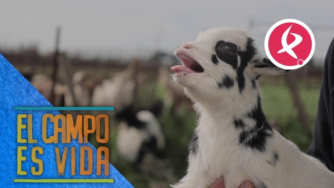Jose tiene en su explotación cabras de raza enana | El campo es vida