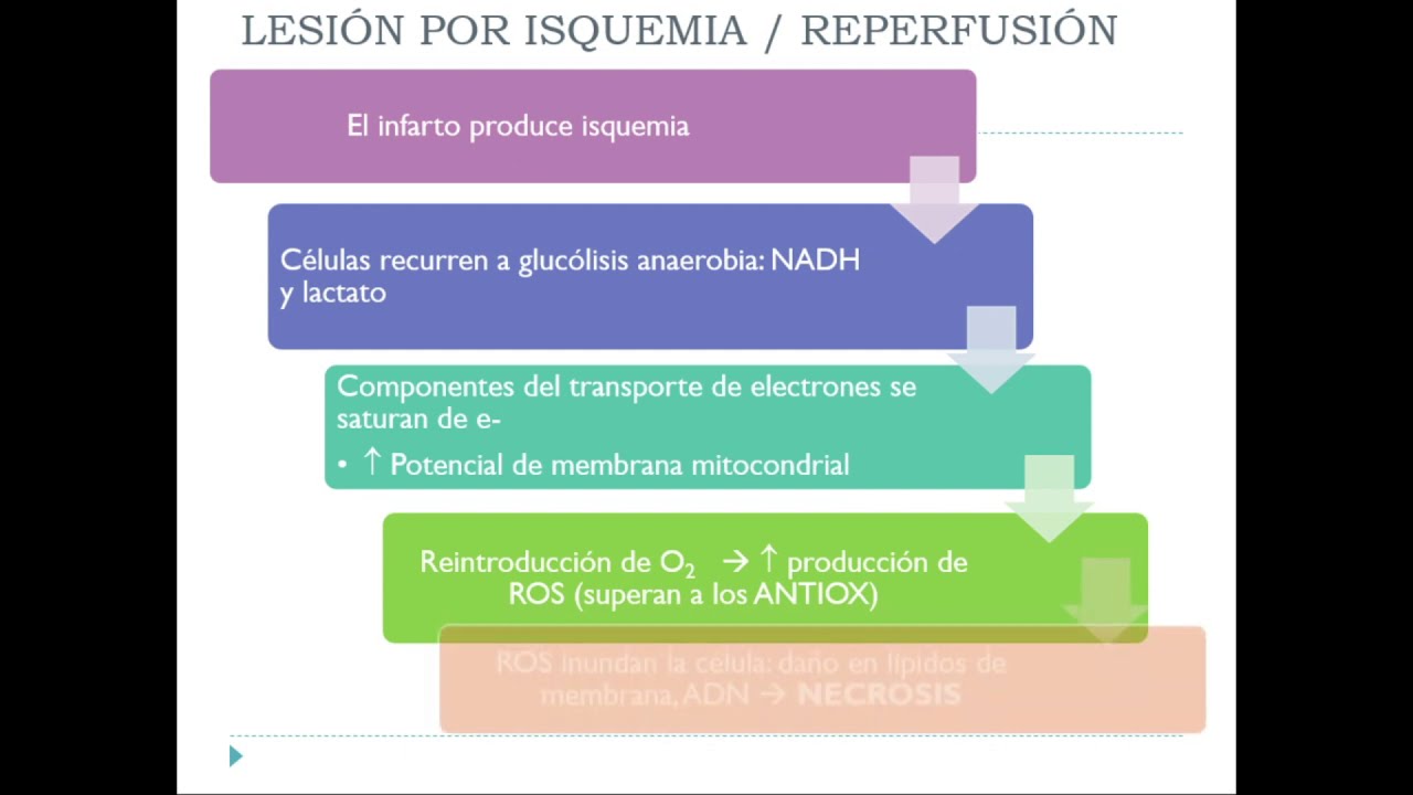 Estado redox y estrés oxidativo.