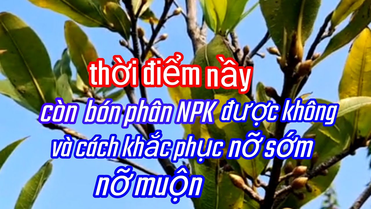 8/12/AL Thời điểm nầy còn bón phân NPK được không và khắc phục nỡ sớm nỡ muộn 