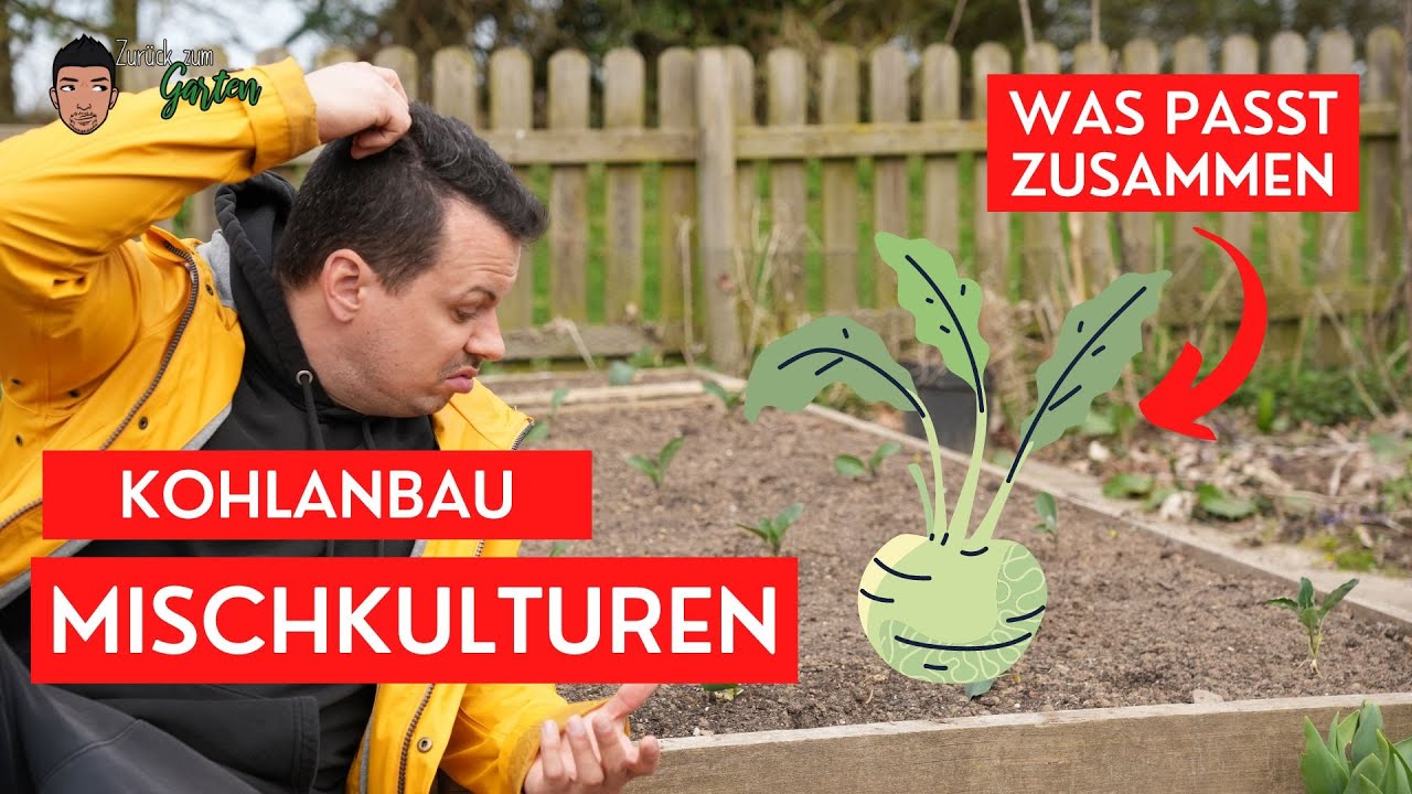 Kohlrabi (Kohlpflanzen) in Mischkultur  - Aussaat und Anbau April/Mai
