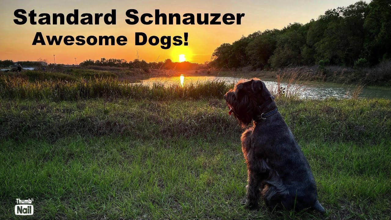 Standard Schnauzers are Amazing Dogs - Meet Atticus!