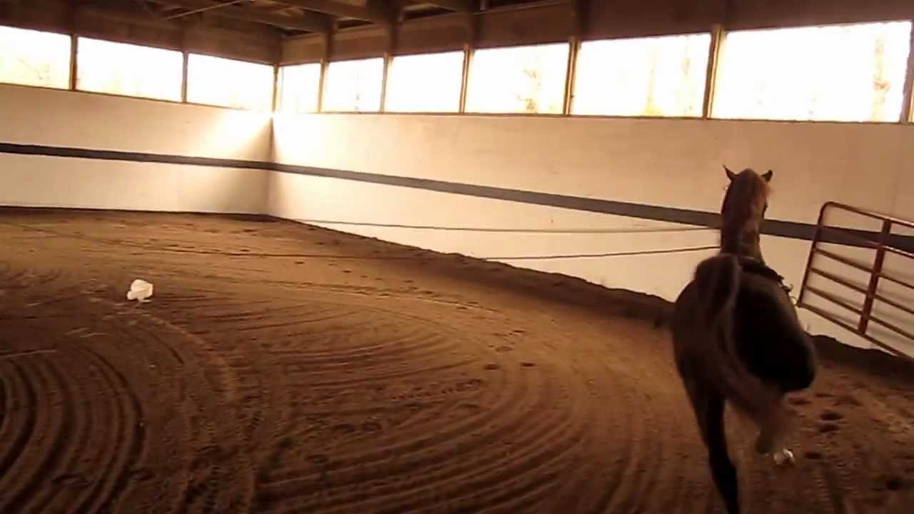 Dutch Harness Stallion 