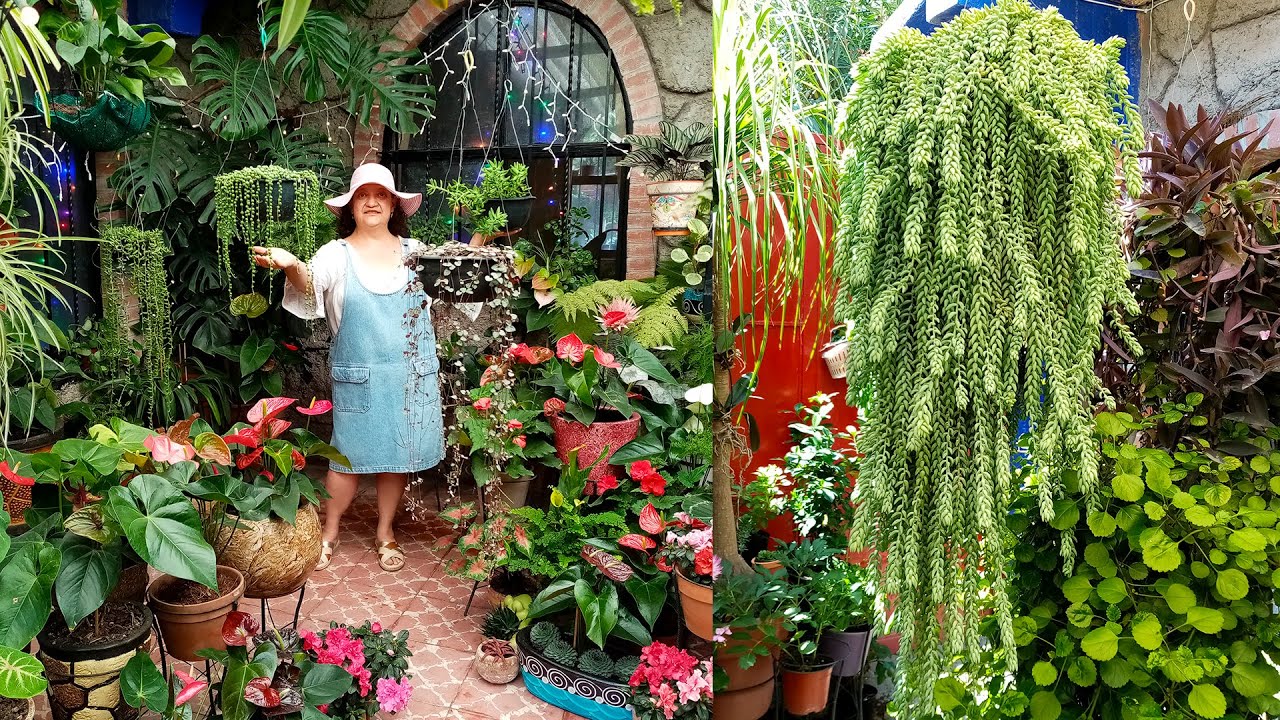 Más de 10 SUCULENTAS COLGANTES Hermosas y Elegantes