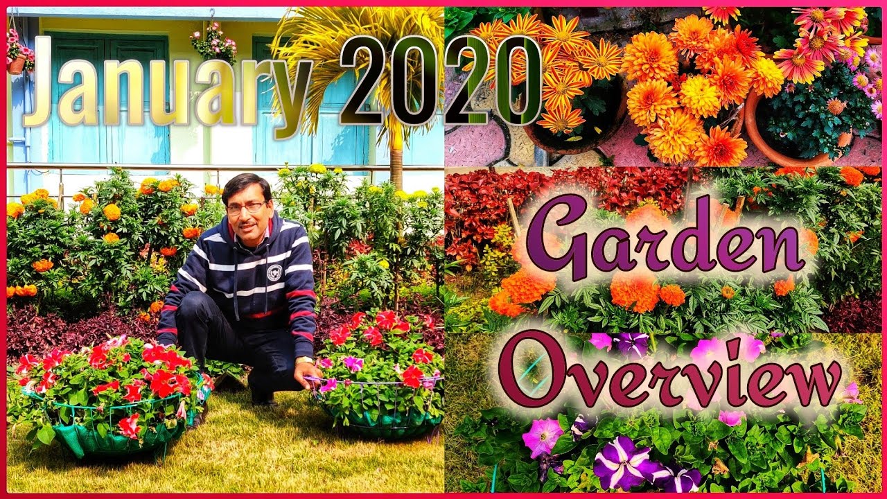 Early January Garden Overview