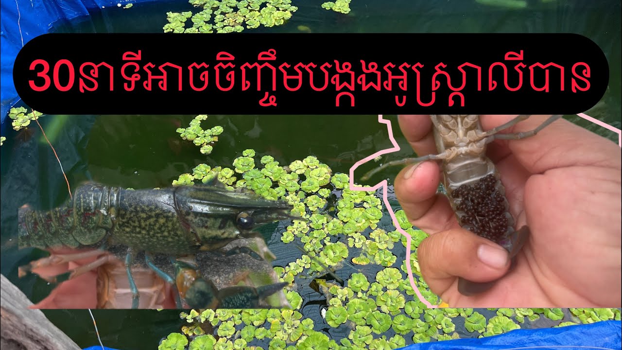 វិធីសាស្ត្រក្នុងការចិញ្ចឹមបង្កងអូស្ត្រាលីតែ30នាទីអ្នកអាចធ្វើបាន។