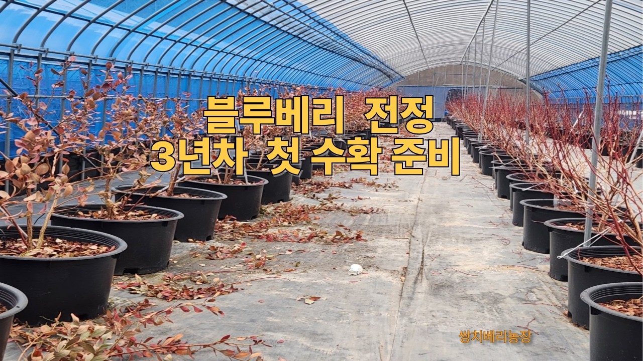 블루베리 전정 방법 3년차 첫 수확 전 준비 | 수확을 결정하는 가지 정리 기준 #블루베리전정#블루베리재배#3년차블루베리