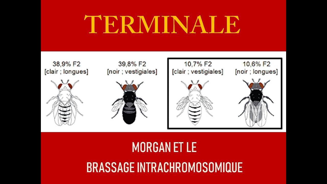 Morgan et le brassage intrachromosomique