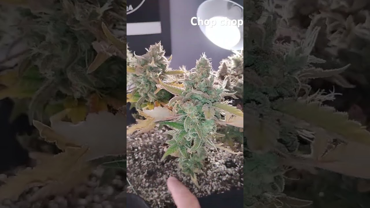 Durban poison