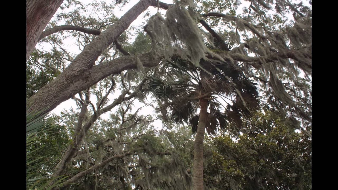 TIMUCUAN ECOLOGICAL AND HISTORIC PRESERVE VISITORS CENTER VIDEO BY ASAP PLUMBING  904-346-1266