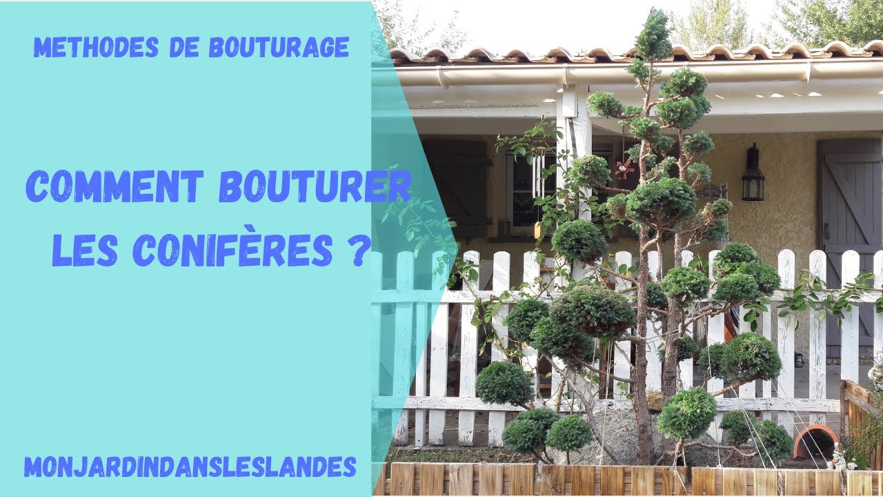 Comment bouturer les conifères ? - Monjardindansleslandes