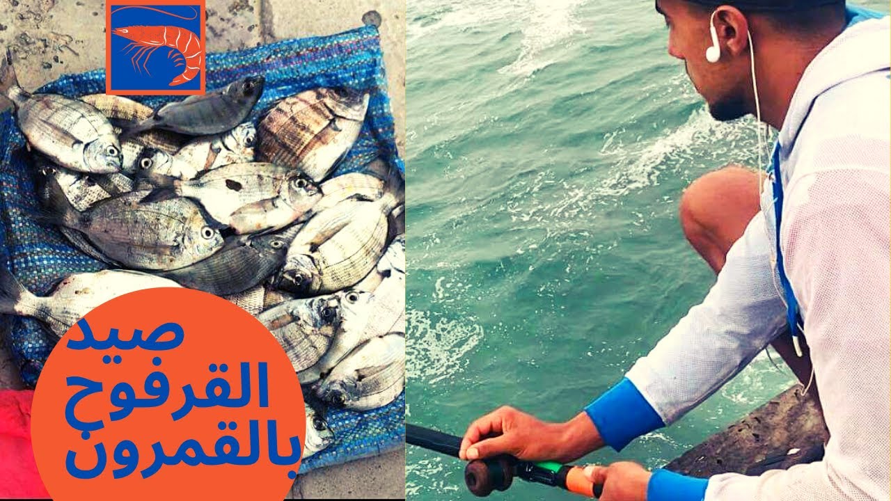 صيد القرفوح بالقمرون 🦐و طريقة جمع القمرون بالقنار في الدار البيضاء ، فرجة ممتعة 💚