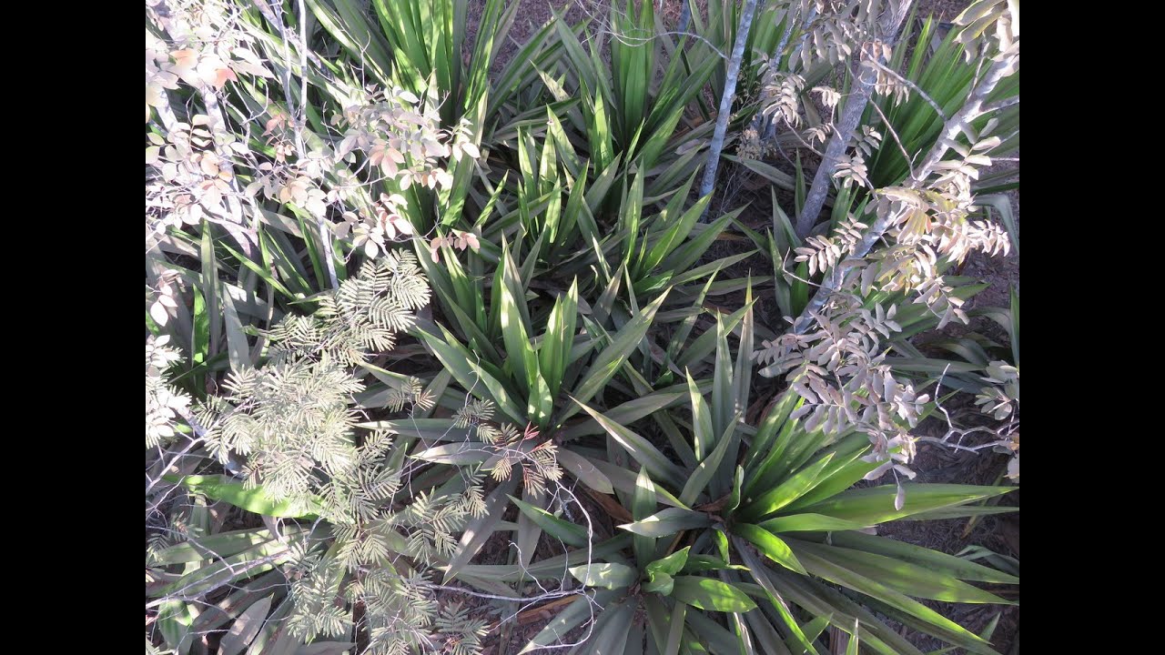Piteira - um estrato baixo simples e prático de se plantar.