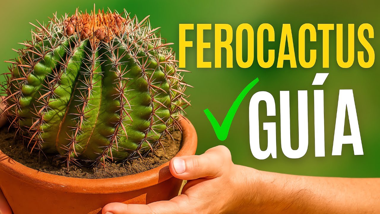 🌵 Ferocactus: Cuidados, variedades y cultivo en maceta | Guía completa paso a paso