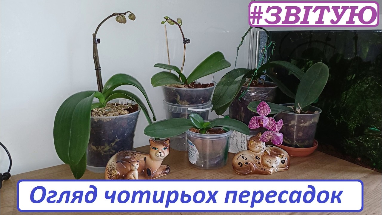 Що ВДАЛОСЬ, а що НІ.  #Phal.SweetTalk big lip #Phal.Jaguar  #Phal.LittleFlash  #PhalaenopsisJillion