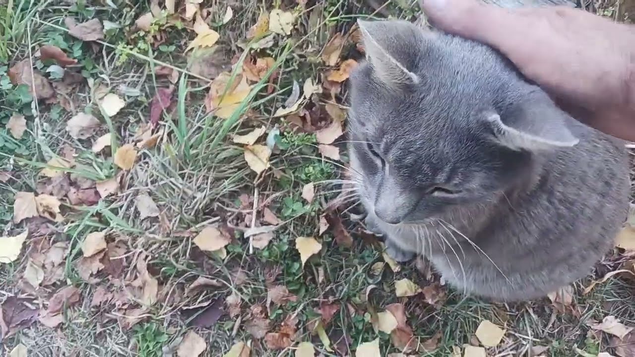 Суетливые вещи