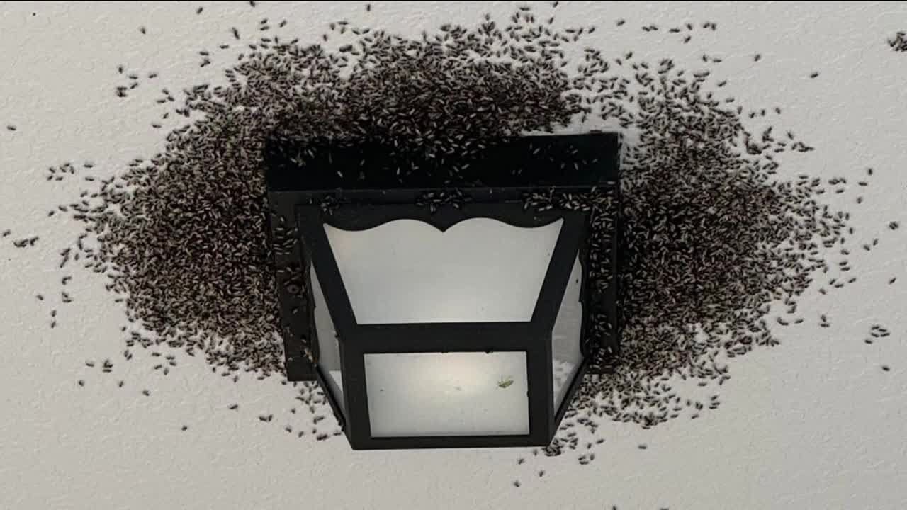 Swarms of flying ants invade homes in Golden Gate Estates
