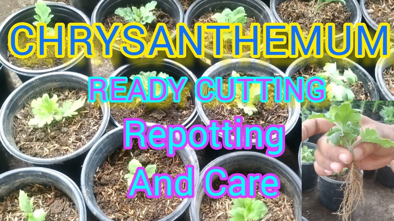 CHRYSANTHEMUM OR GULDAUDI READY CUTTING REPOTTING AND CARE !! @terracegardenwithadenium2098