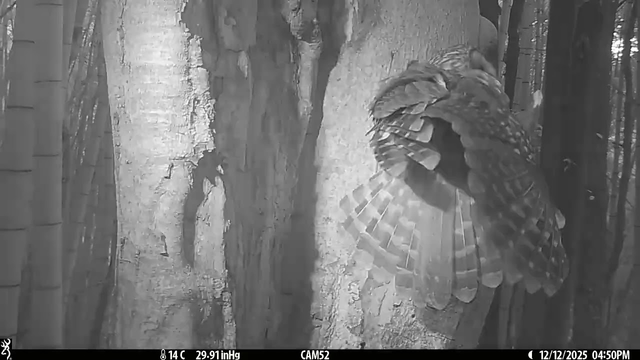2025-12-12 Owl フクロウ 巣穴 広島県 呉市 広