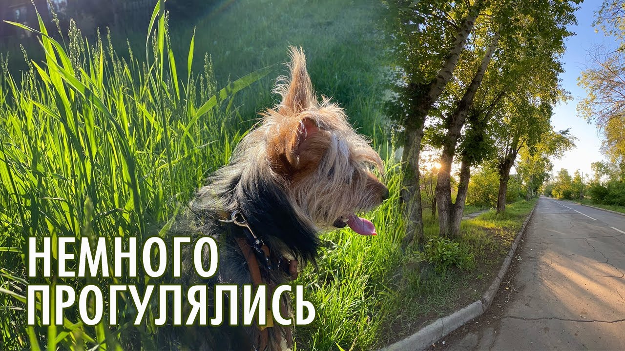 Прекрасный летний вечер / 10 июня 2022 год / Прогулка со Стёпкой