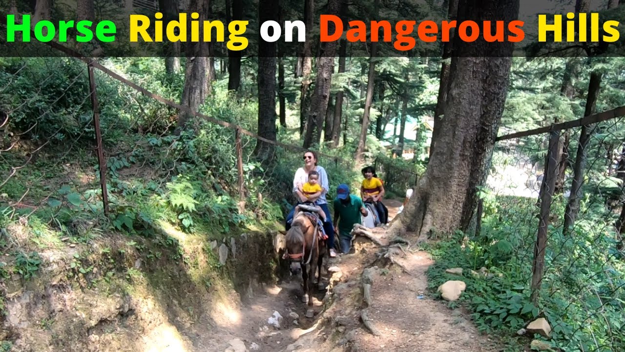 Horse Riding on Dangerous Hill Roads of Naldehra Himachal #horseriding