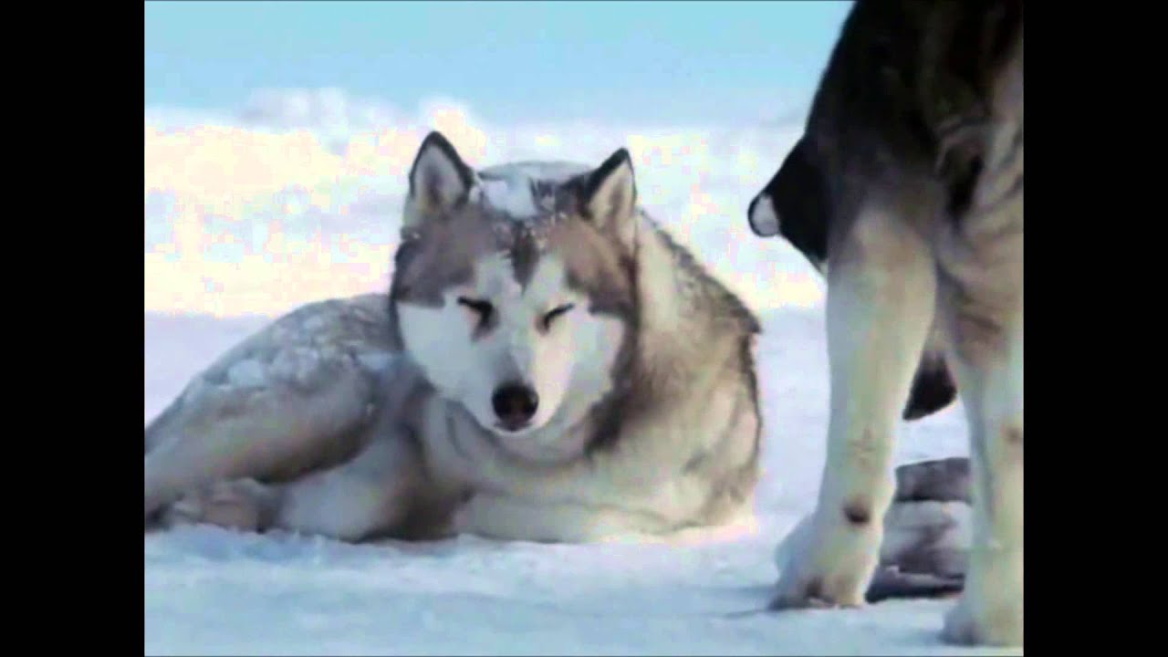 قصة وفاء كلب ابكت العالم, اعظم كلب فى العالم الجزء الثالث hachiko