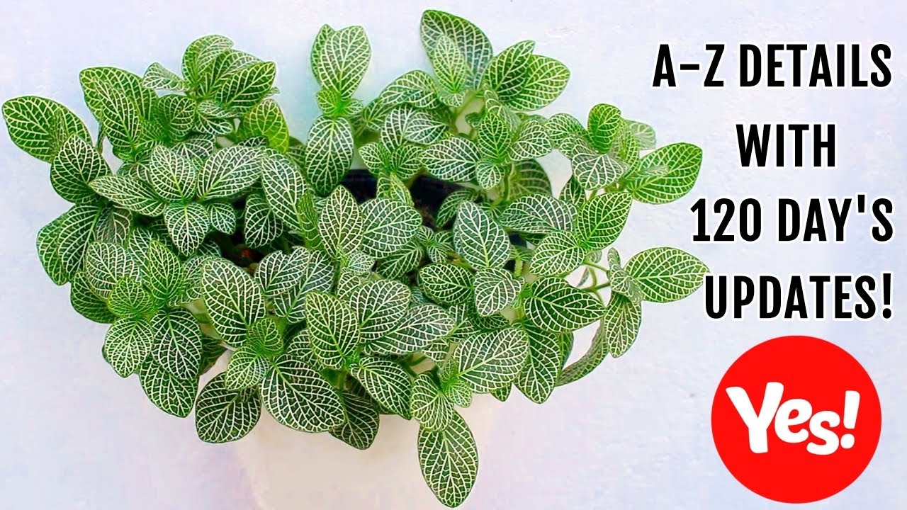 FITTONIA Plant CARE 101 - BEST Soil Mix, Fertilizer, Light & Water Requirements & Propagation