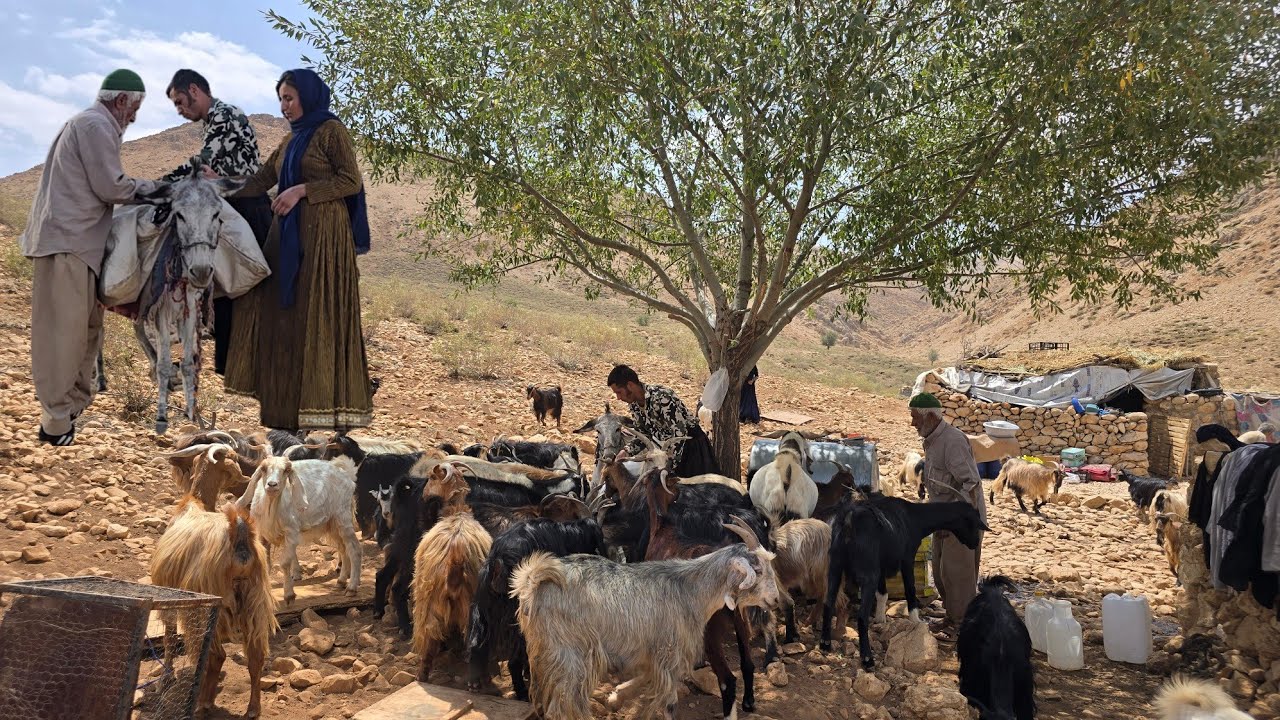 Real nomadic life | Herding cattle, cooking dough soup and playing local kos in the nature of Iran
