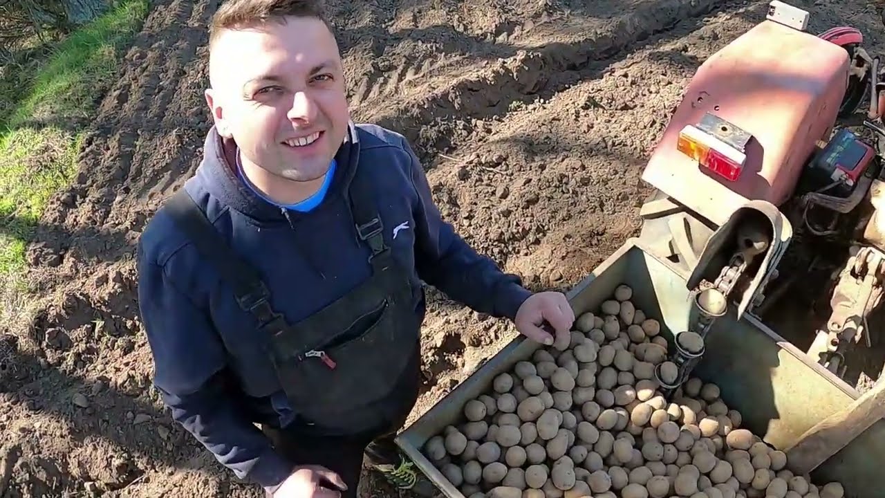 Sadzenie Ziemniaków Na Wielką Skalę☆Ziemniaki Dla Dzików Nasadzane☆