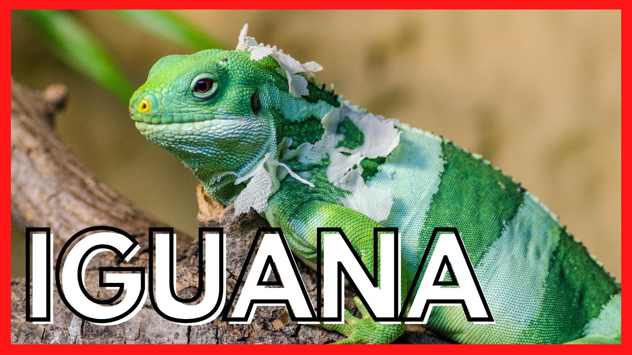 IGUANA - como CRIAR esse animal exótico de estimação - fatos importantes e curiosidades.