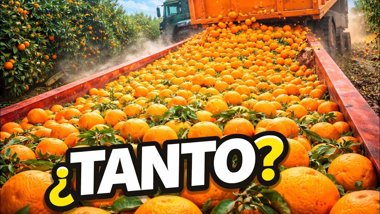 Así se cosechan MILLONES de naranjas cada día (Proceso real)
