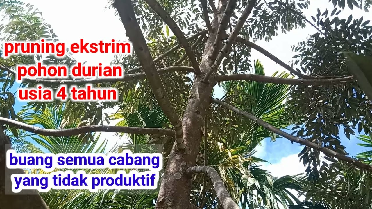 Pruning pohon durian usia 4 tahun