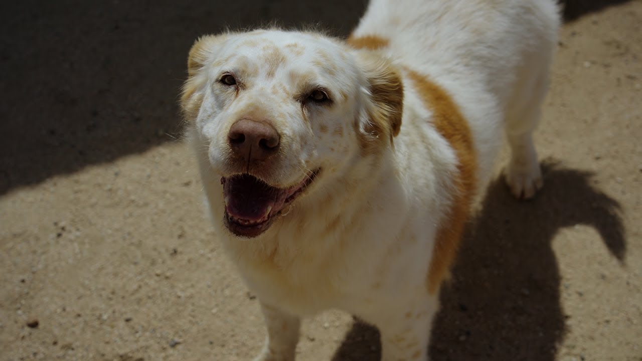 Watch our elderly spaniel, Ramona, living her best life.