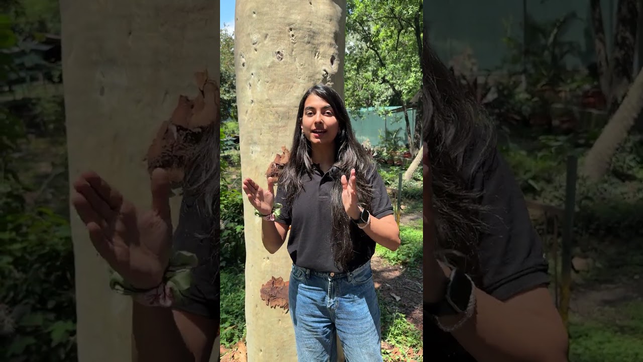Excretion in plants 🌳 | Resin & Gum | #resin #botany #neet #viralshort