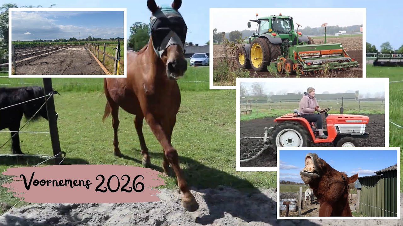 hoe was 2025 & voornemens voor 2026 | vrije galop