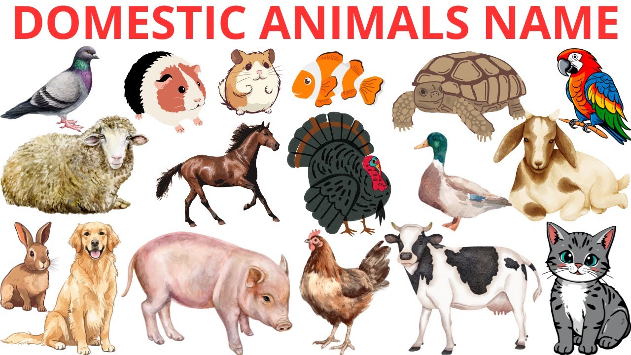 Domestic Animals | Pet Animal Names for Kids with Pictures & Sounds