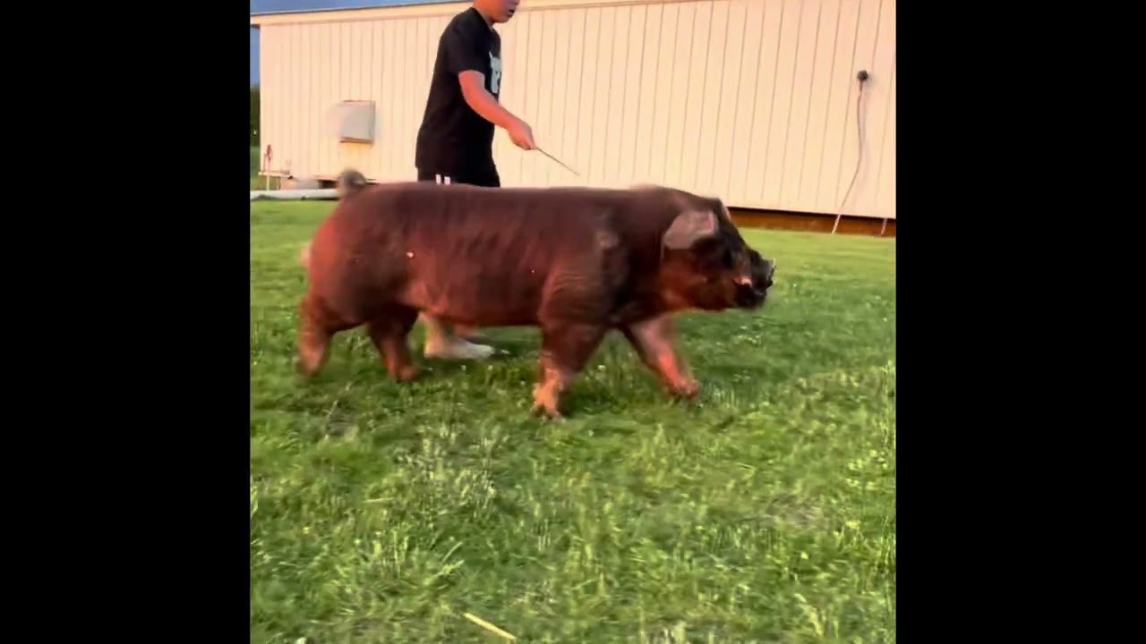 Shipley Swine Genetics Duroc Boar Old School